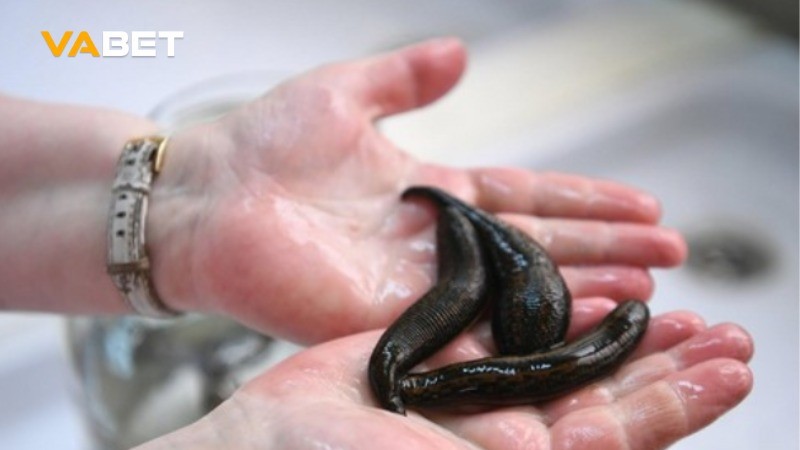 VABET Mơ thấy đĩa cắn đánh con gì là câu hỏi của nhiều anh em bet thủ