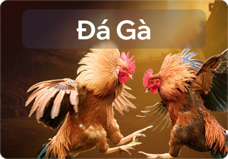 VABET Đá gà